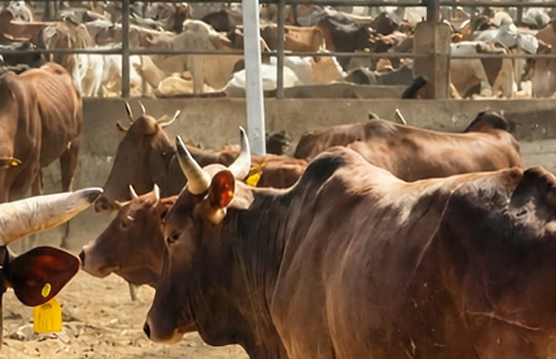 Cattle in a feedlot