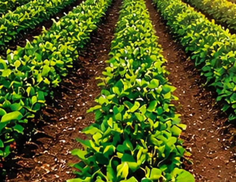 Rows of young crops in a cultivated field