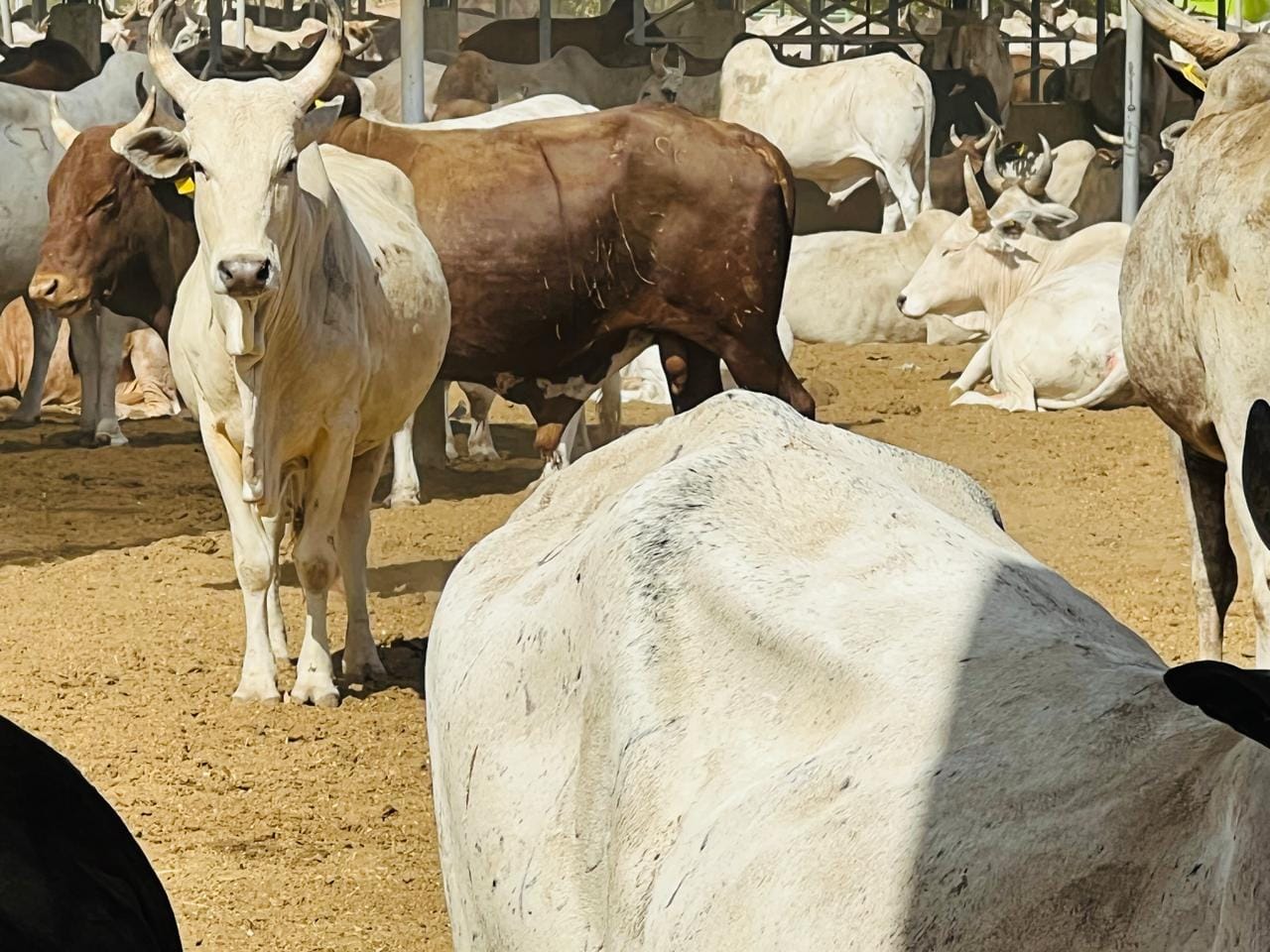 Cattle in a livestock pen