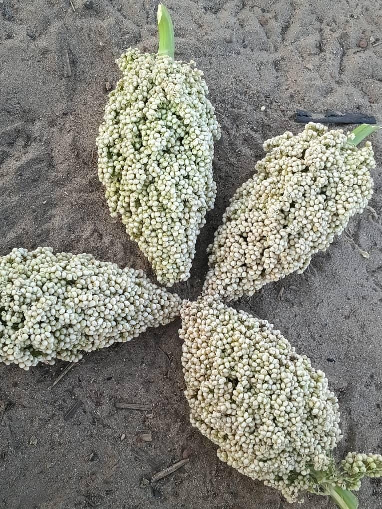 Harvested sorghum heads